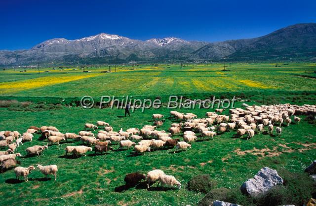 crete 02.JPG - Troupeau de moutonsPlateau de LassithiCrète